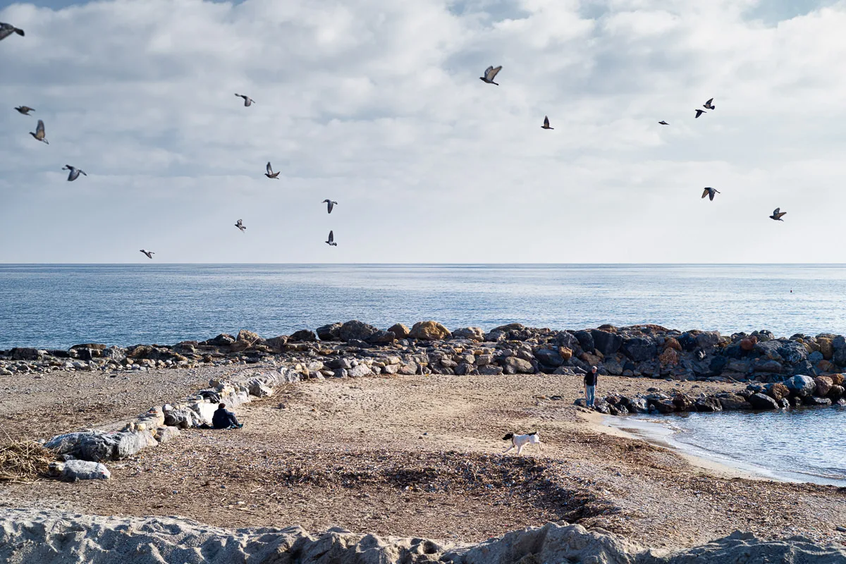 Dog running on a winter beach toward a flock of birds in flight, as people sit on the rocks by the sea in Loano, Italy