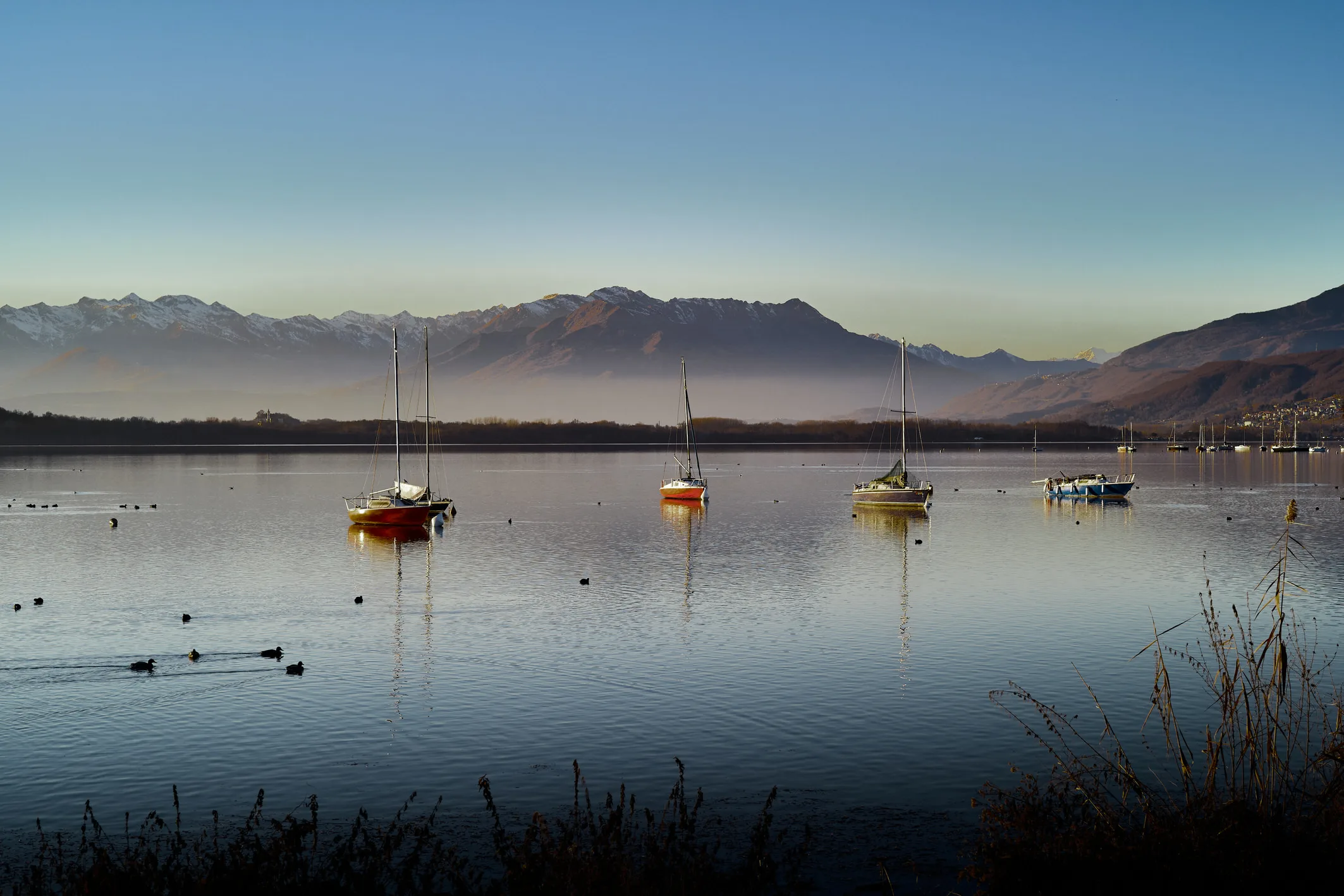 Sailboats moored on still water at dusk with ducks swimming and snow-capped Alps behind, Lago di Viverone, Italy